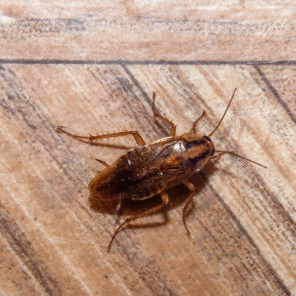 el costo de obtener fumigaciones de cucarachas para un apartamento varía según el tamaño del espacio y la gravedad de la infestación